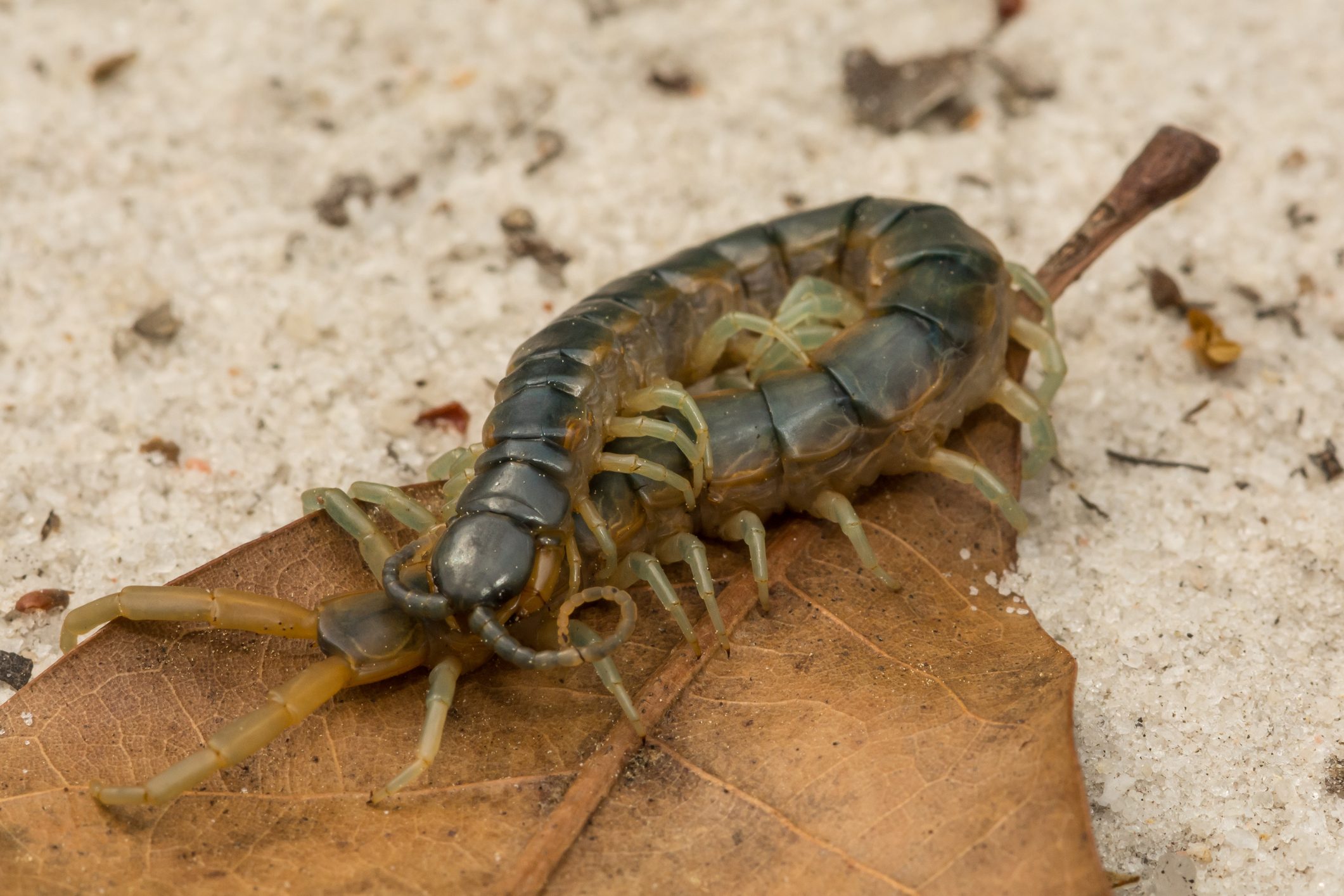 A centipede crawls on a dry leaf, surrounded by a sandy surface, with small debris scattered nearby.
