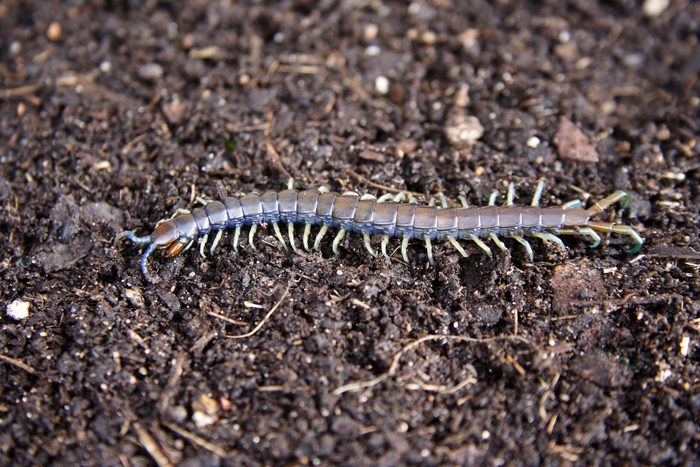 Scolopendrid centipede