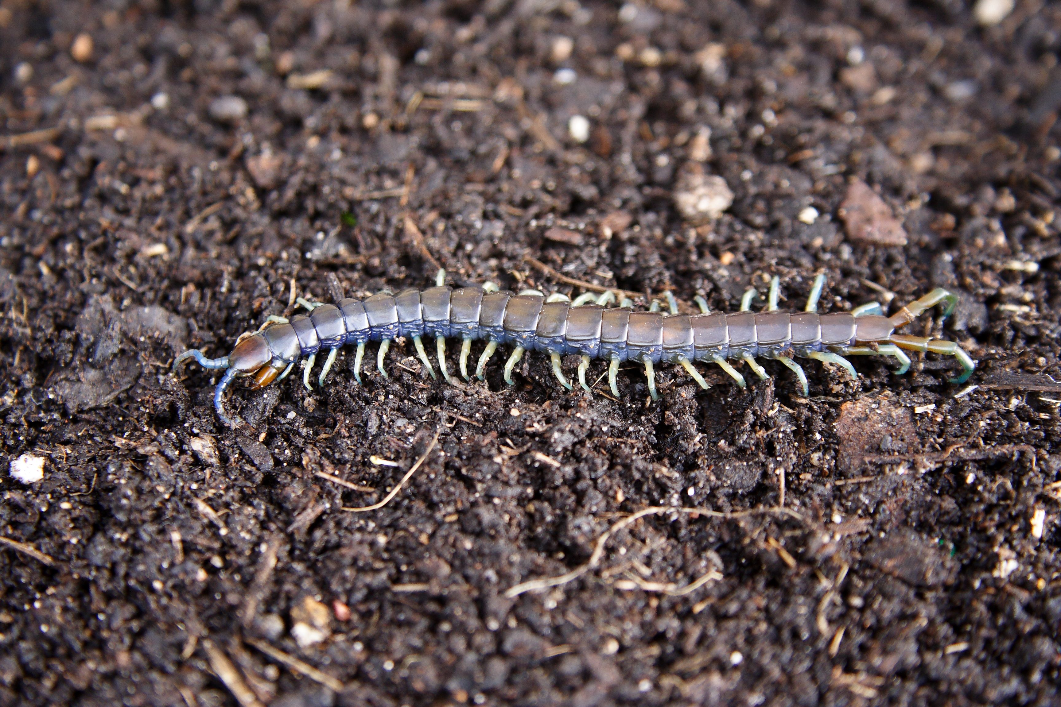 A long, segmented centipede crawls on dark, moist soil, showcasing its many legs and distinct coloration in a natural environment.