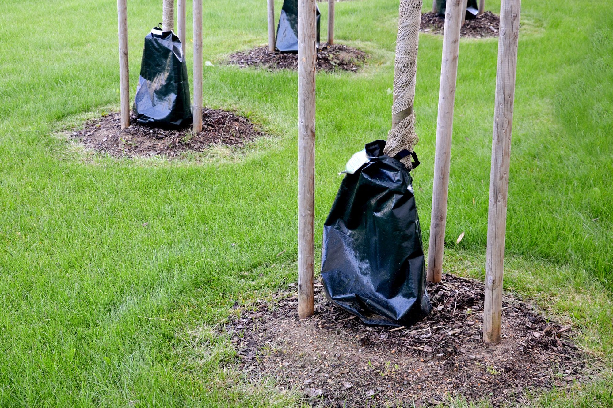 Do Tree Watering Bags Really Work? Pros and Cons