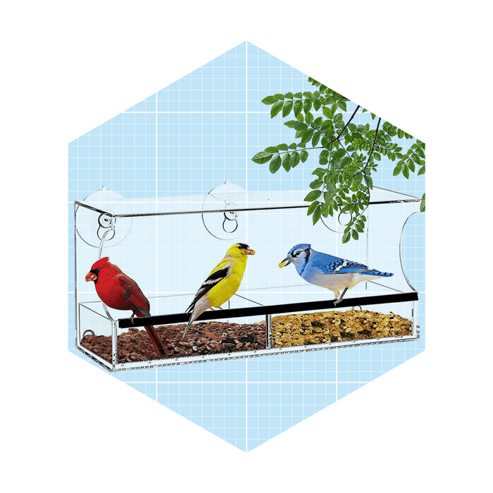 Three colorful birds are perched in a transparent feeder, eating seeds, against a light blue grid background with leafy branches.