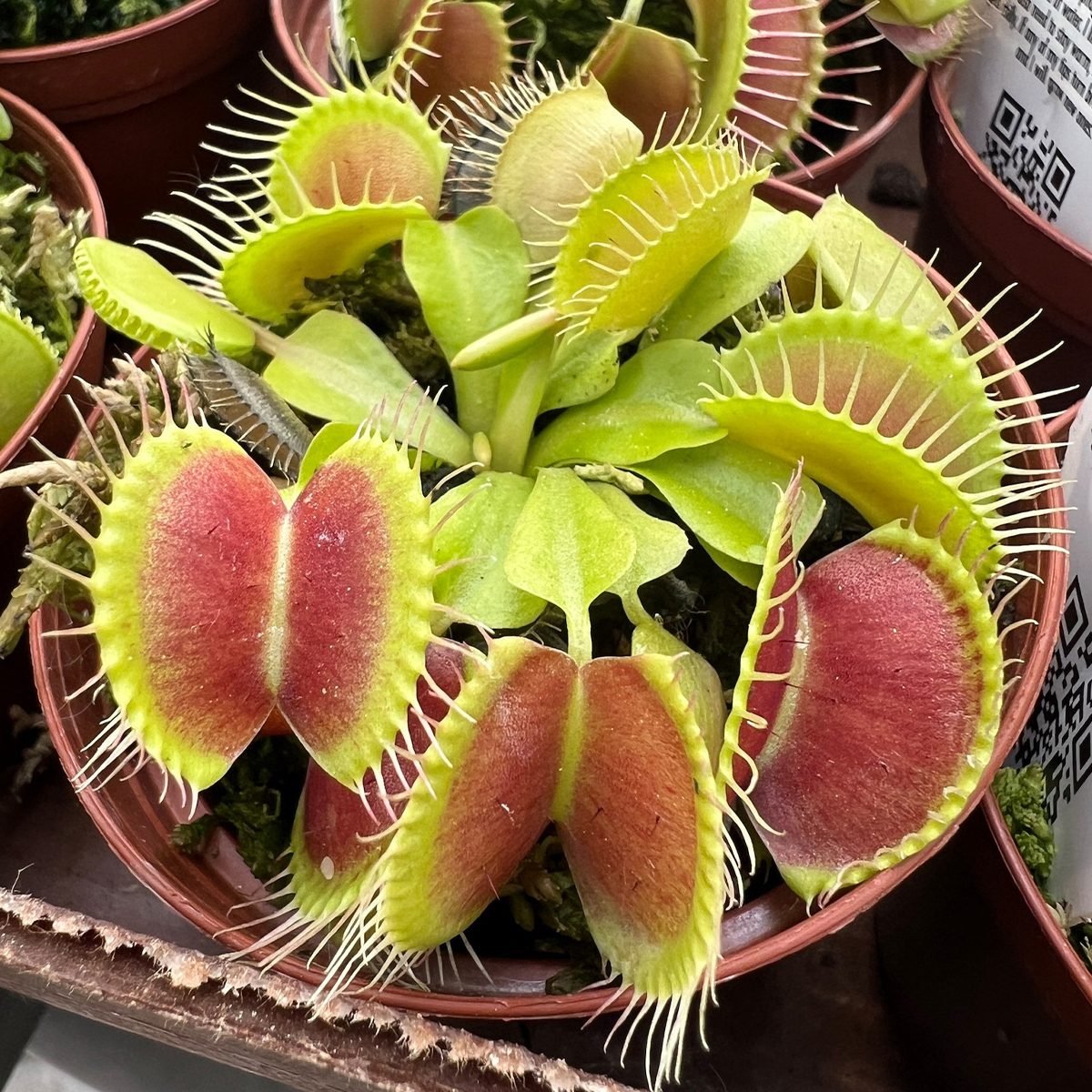 A vibrant Venus flytrap plant displays open traps with red interiors, situated in a brown pot surrounded by greenery and other similar plants.
