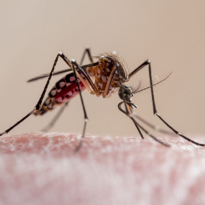 Aedes aegypti mosquito (mosquito da dengue)