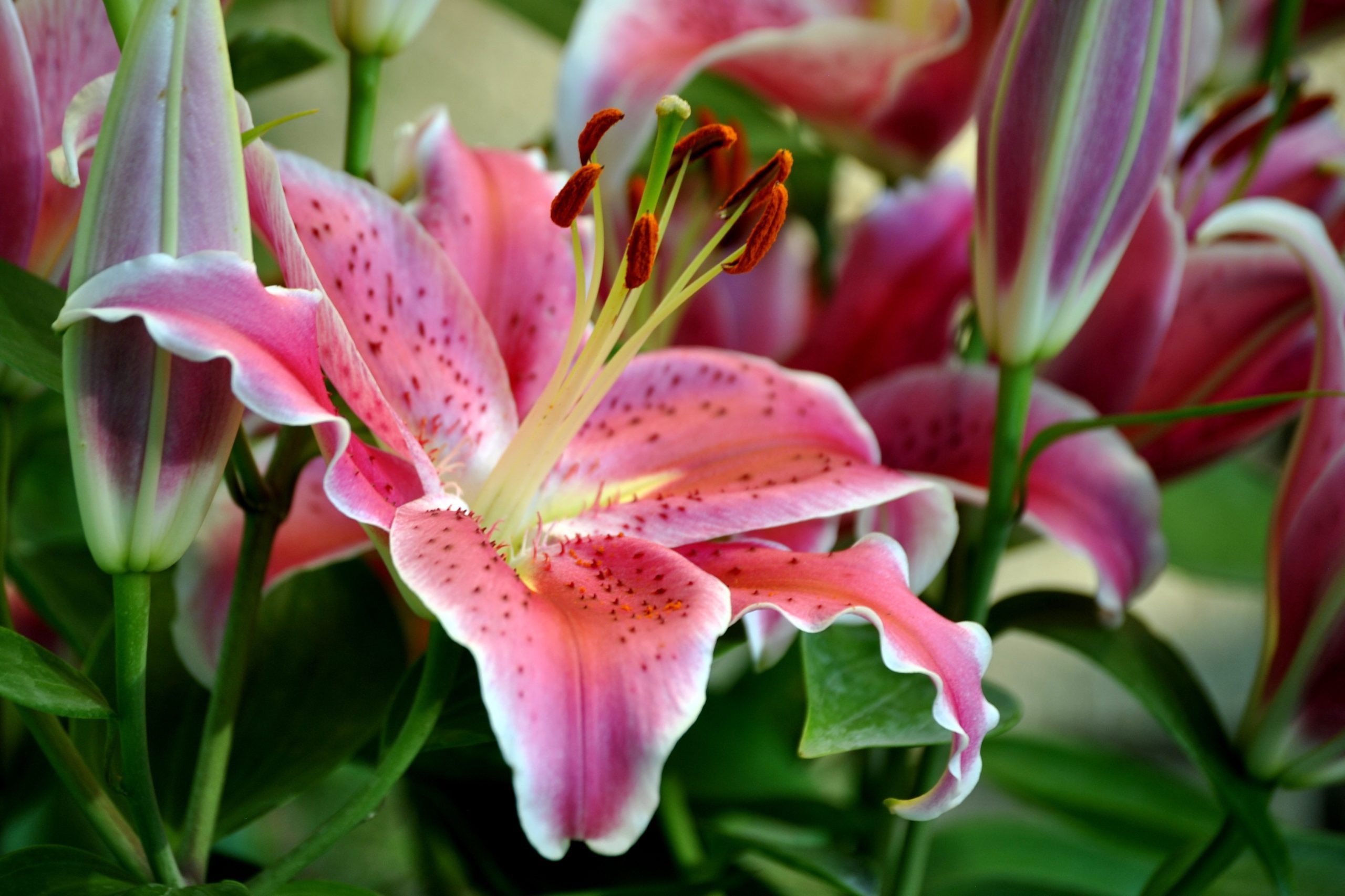Pink Oriental Lily