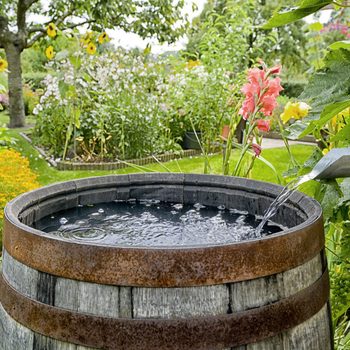 A wooden barrel collects rainwater flowing from a metal downspout, surrounded by vibrant flowers and lush greenery in a garden setting.