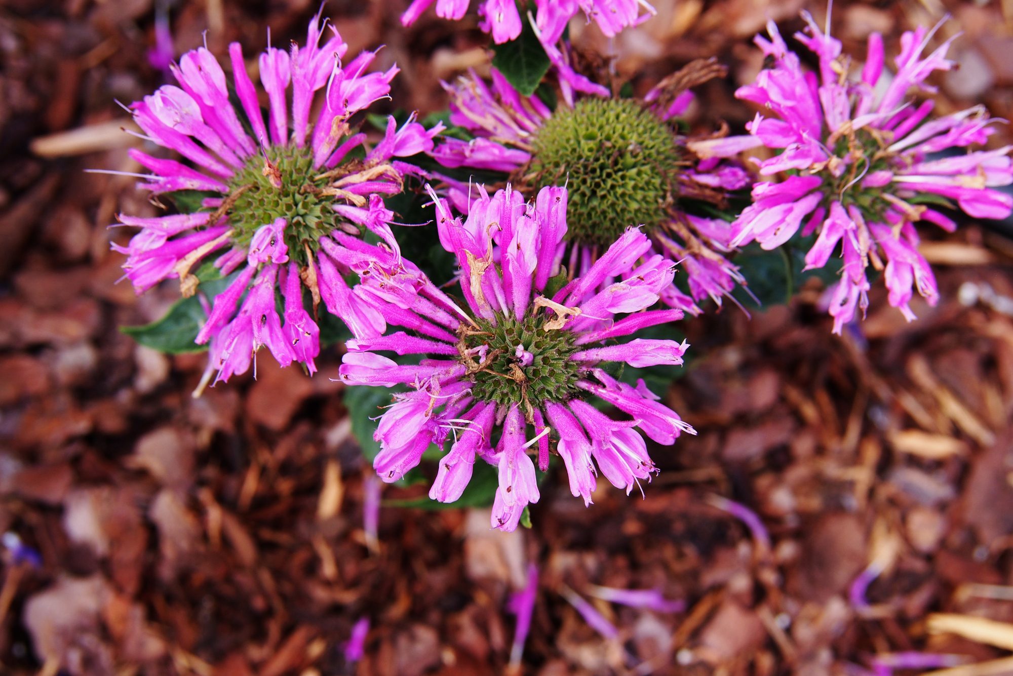 Monarda 