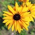 10 Beautiful Daisy Perennials for Gardens and Landscapes