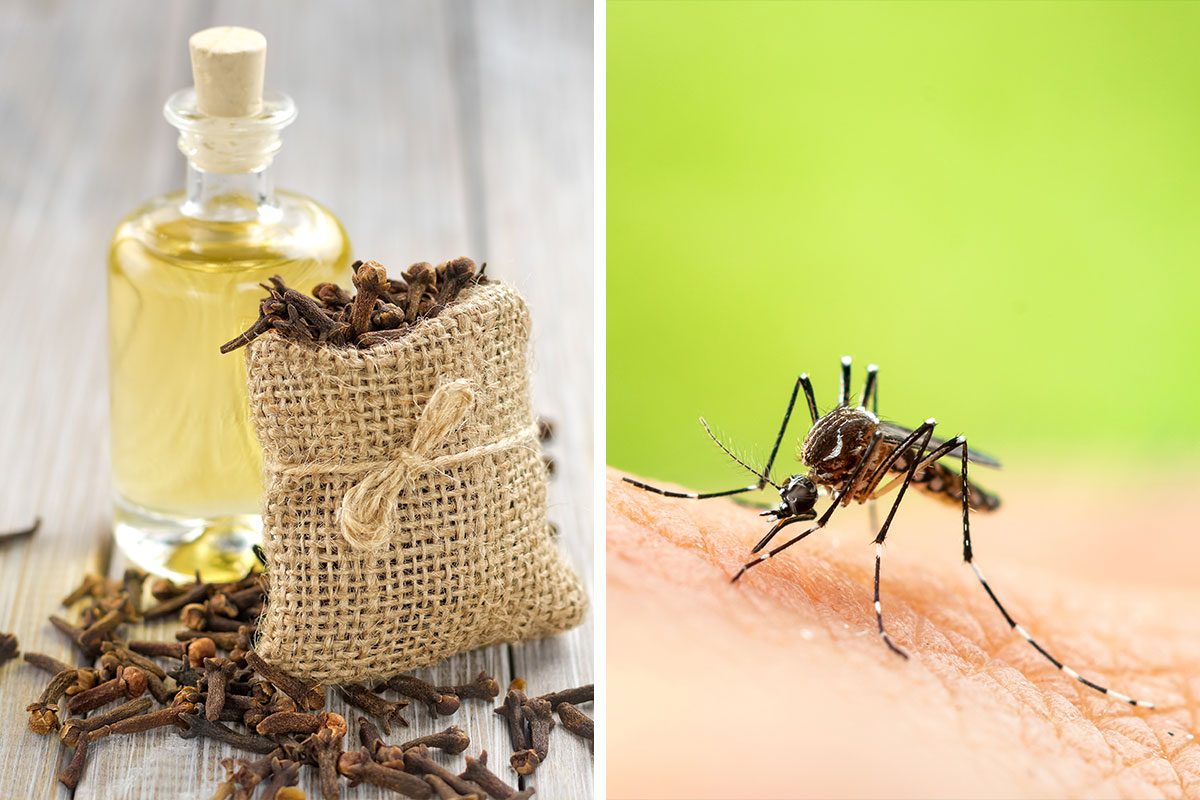 Clove Oil Bug Repellent  – DIY Recipe For Natural Pest Control