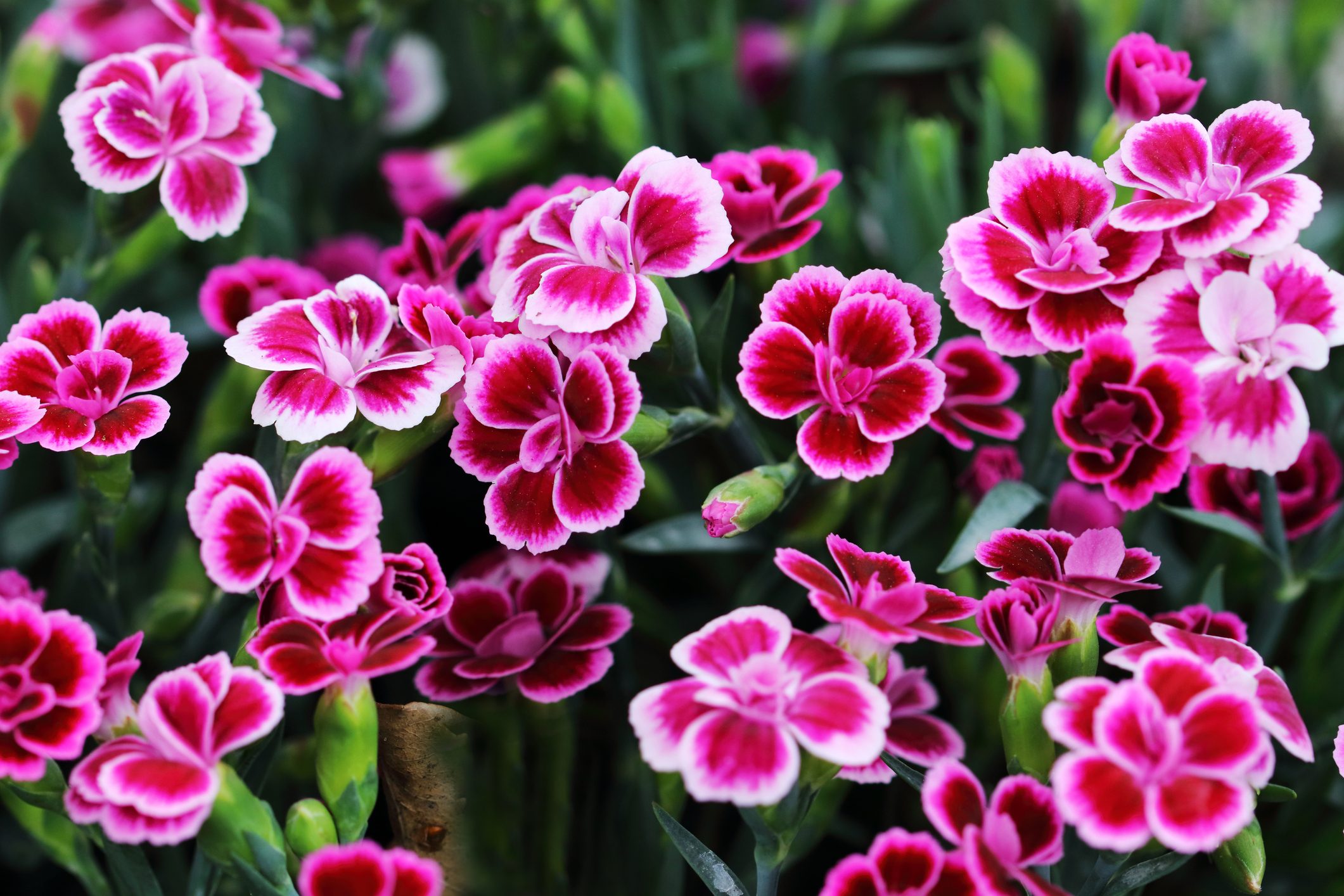 Dianthus Pink Kisses has enchanting carnation scent and beautiful color flowers