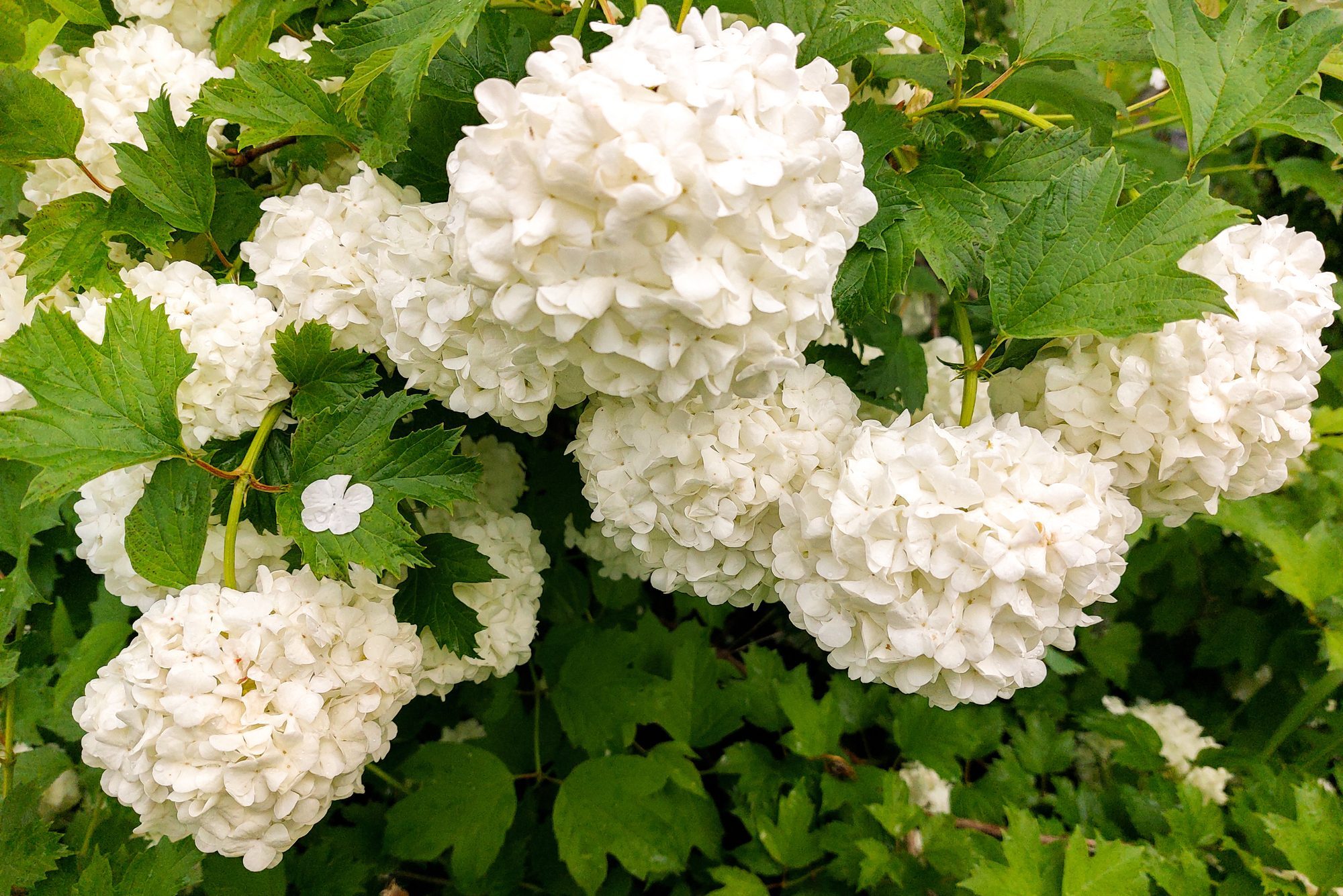 Fluffy flower Viburnum Buldenezh. Selective focus