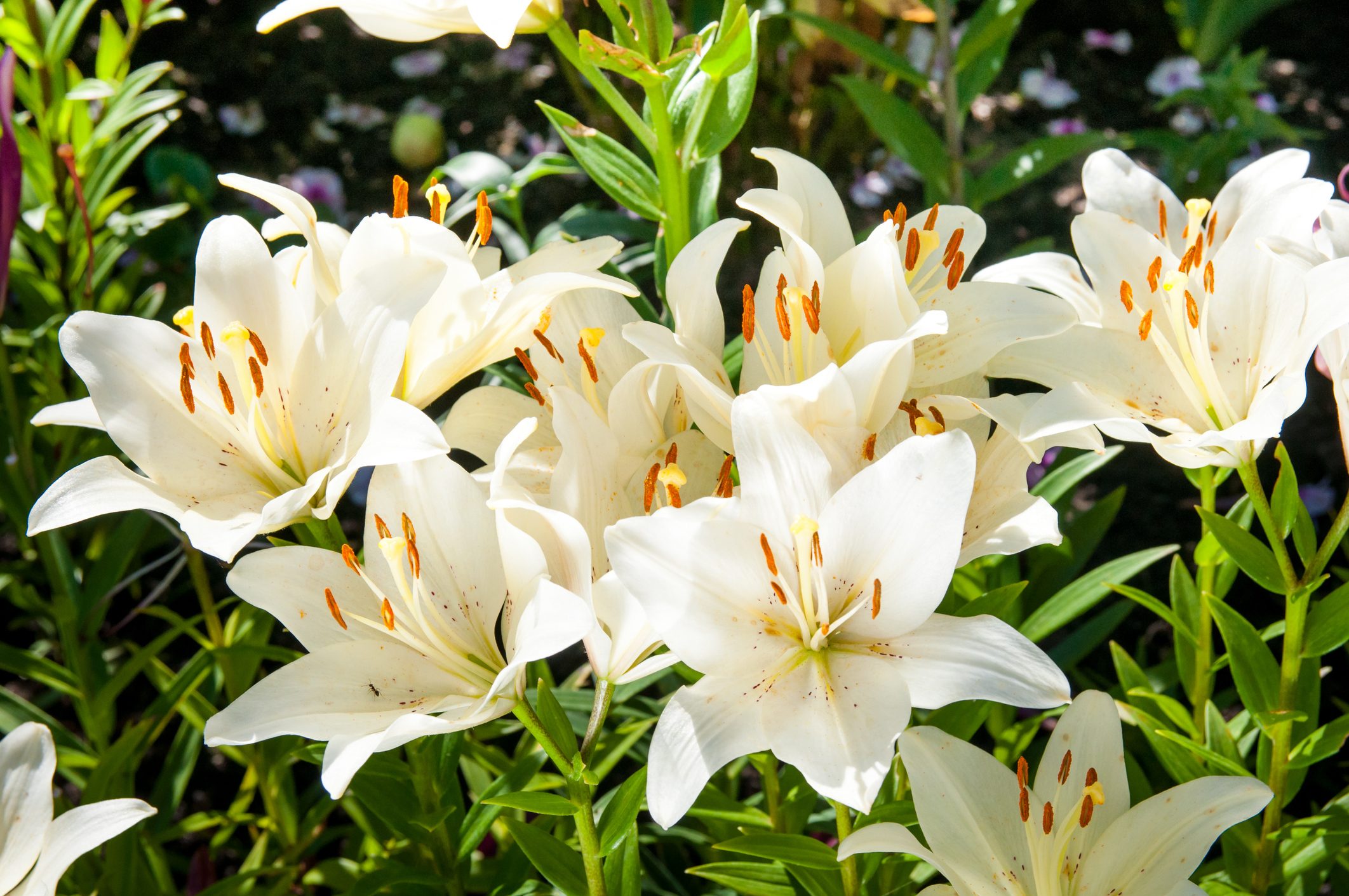 plant of flowering white lilies