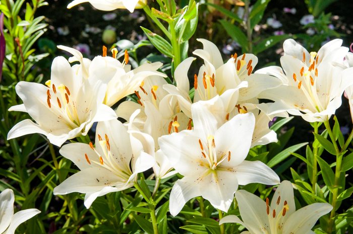 plant of flowering white lilies