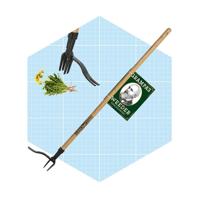 A gardening weeder with a wooden handle pulls weeds surrounded by a blue grid background, accompanied by a black-handled cultivator and a plant bundle.