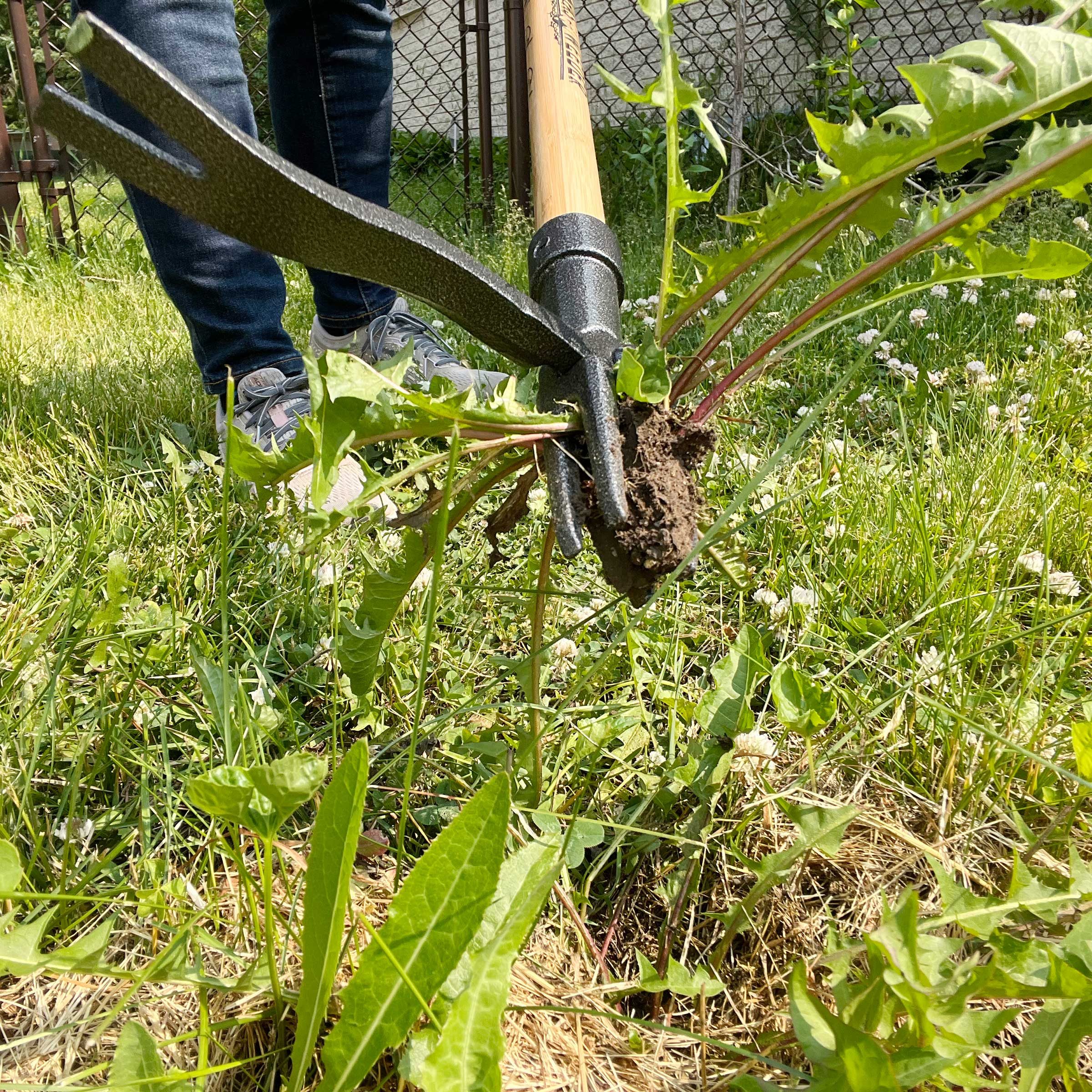 Img 5707 Grampas Weeder