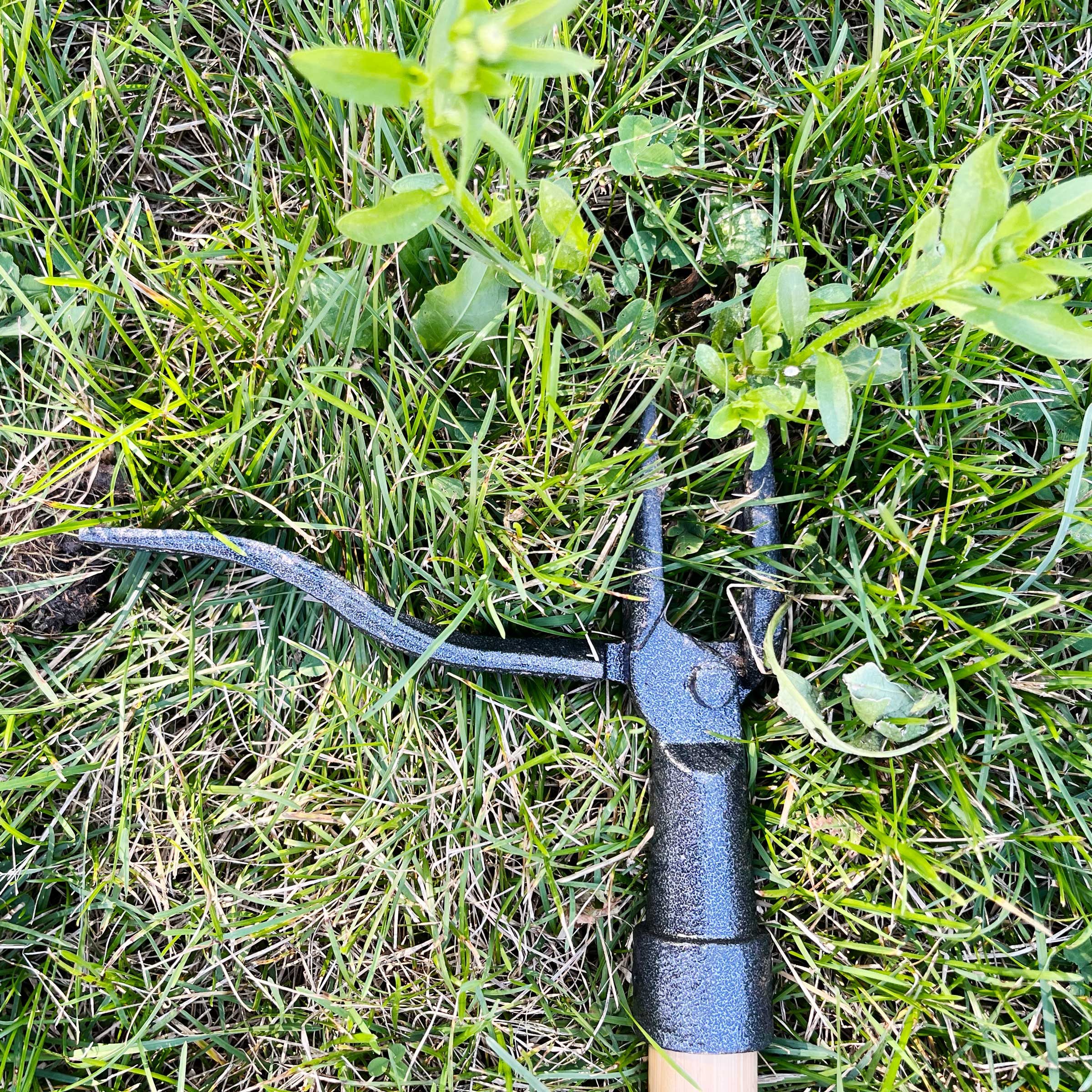 Img 6423 Grampas Weeder