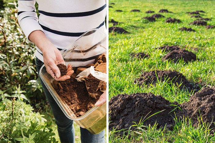 Does Coffee Grounds Discourage Moles Getty (2)