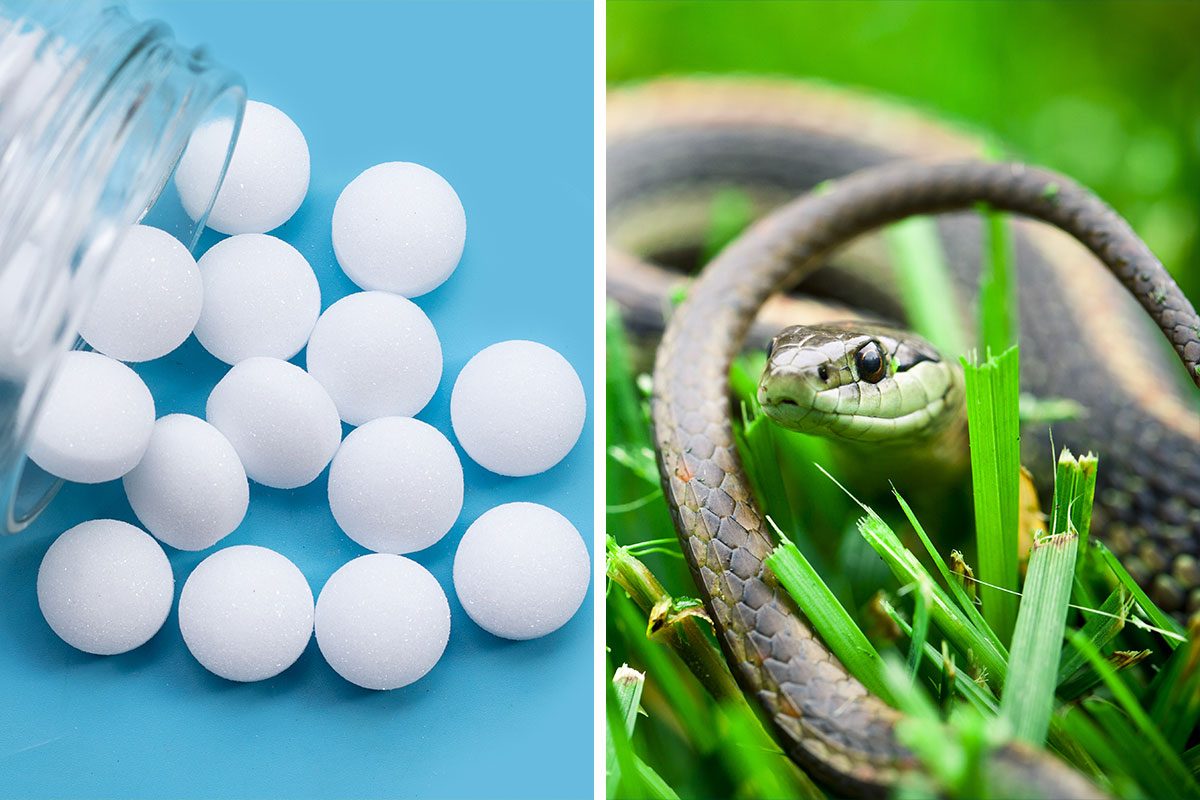 Does Mothballs Keep Snakes Away Getty (2)