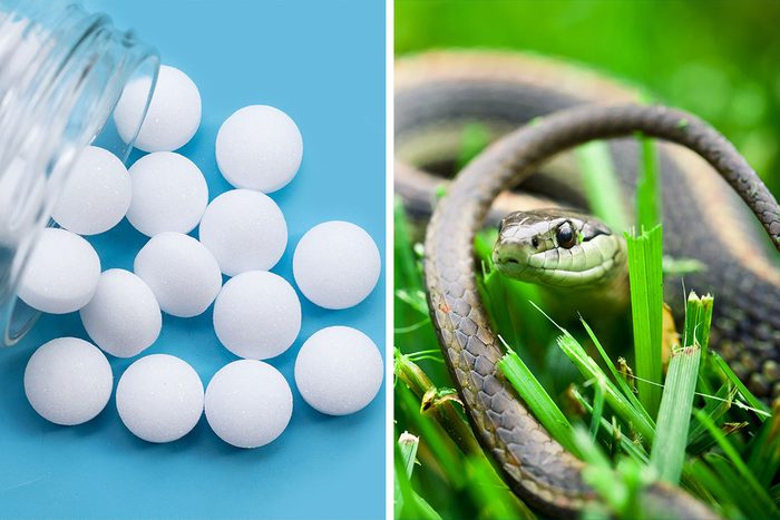 Does Mothballs Keep Snakes Away Getty (2)