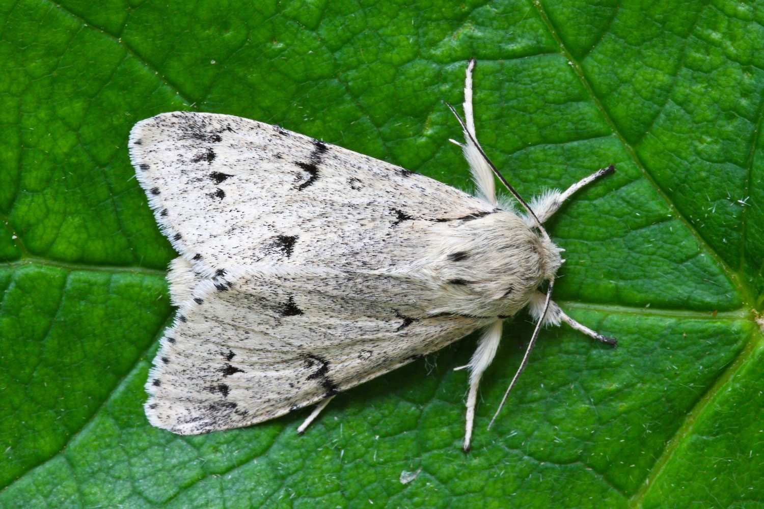Miller Moths: Learn About This Bug’s Migration, What They Eat, & More