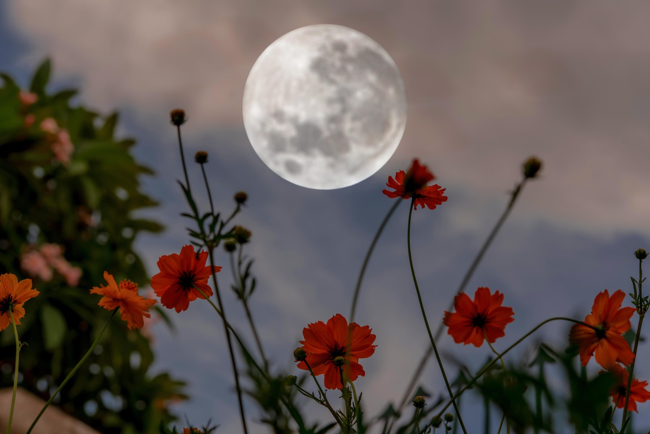 How to Harness Moon Phases for Successful Harvests