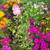 10 Fast-Growing Flowers to Transform Your Garden