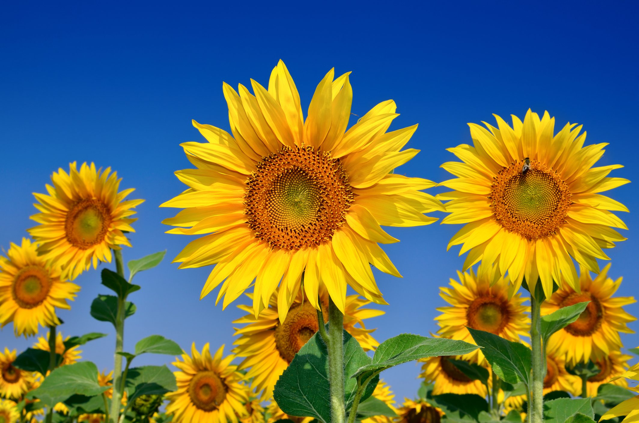 Young sunflowers bloom in field against a blue sky