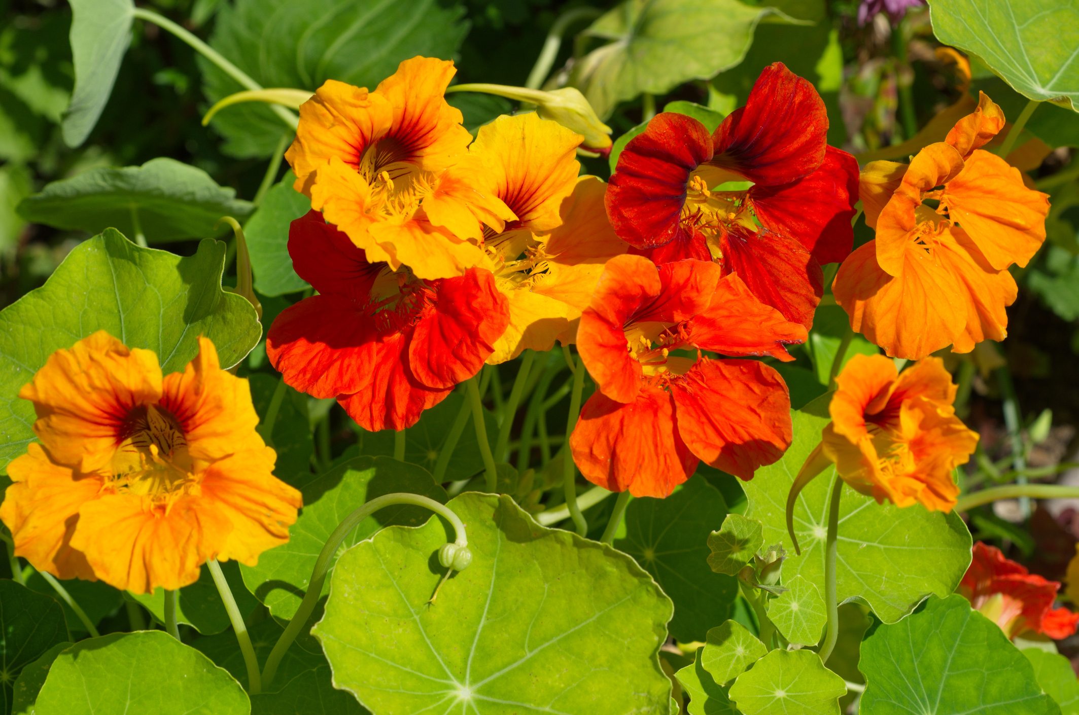 Nasturtium flowers blooms on the flowerbed