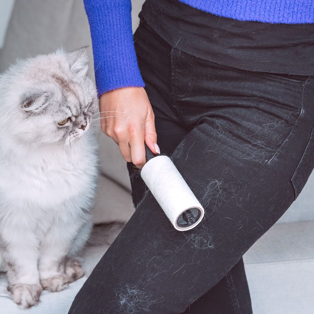 Woman Cleaning Black Clothes With Lint Roller Or Sticky Roller From Grey Cats Hair