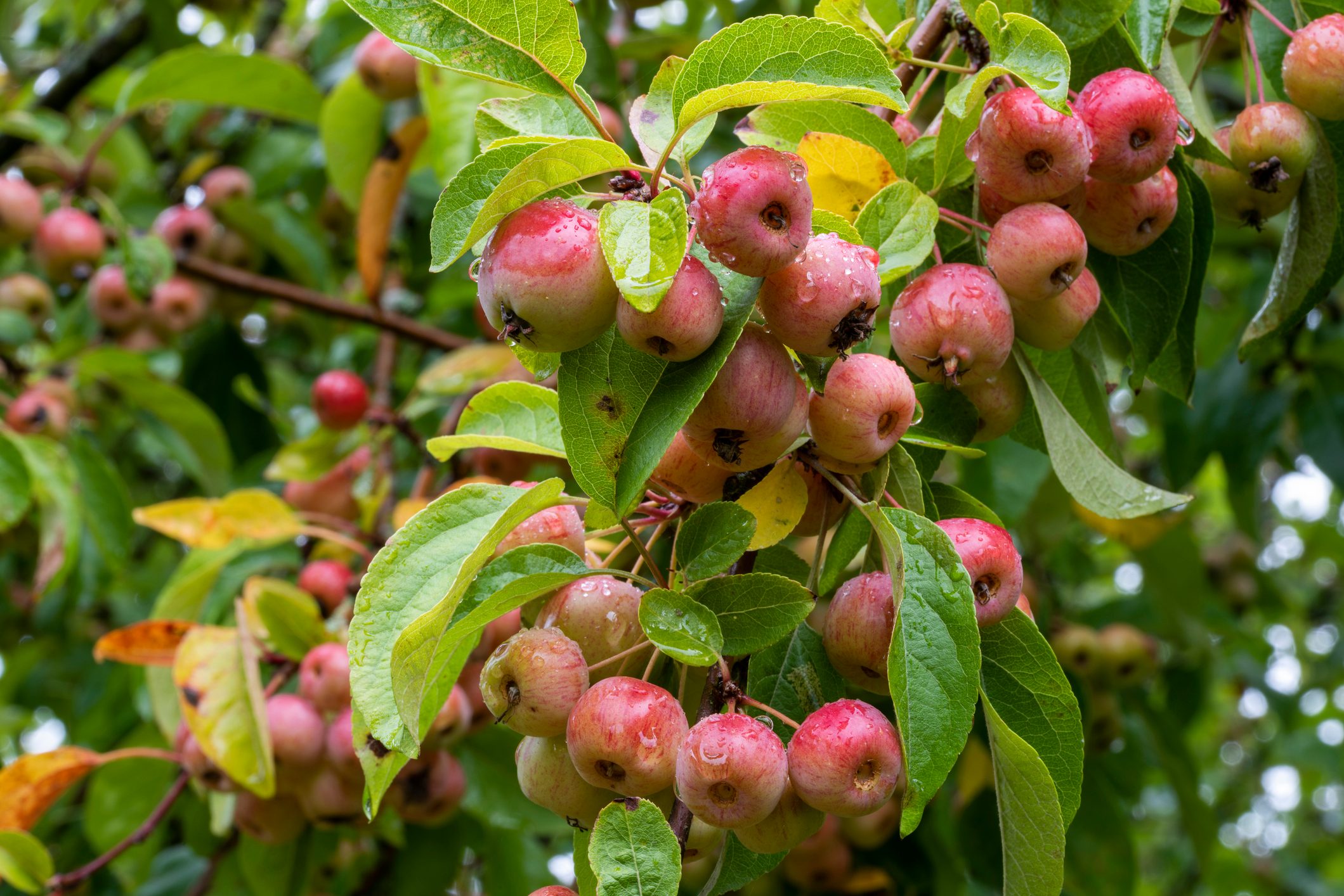 Close up of red crab apples, Malus 