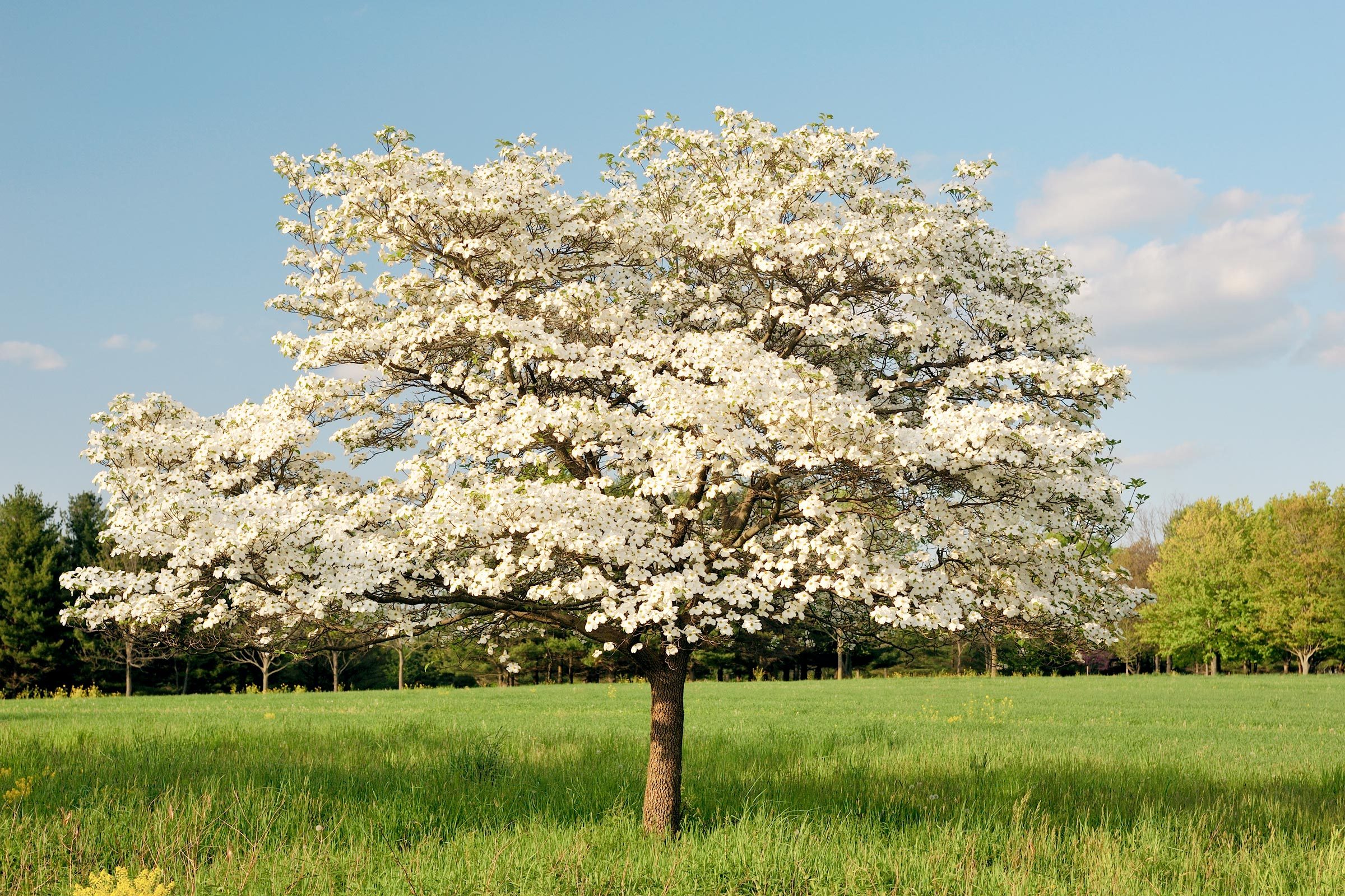 Dogwood Tree