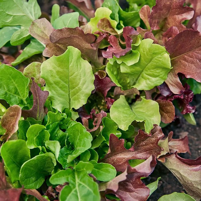 Various leafy greens grow closely together in a garden, featuring green and red varieties, their textures contrasting under soft natural lighting.