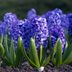 Planting Hyacinth Bulbs: A Step-by-Step Gardening Guide
