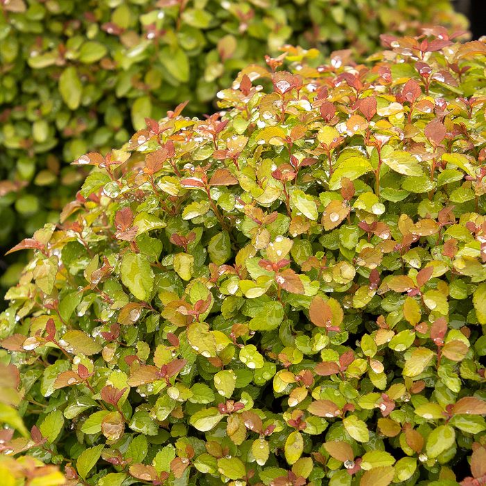 Butterscotch Baby Spirea