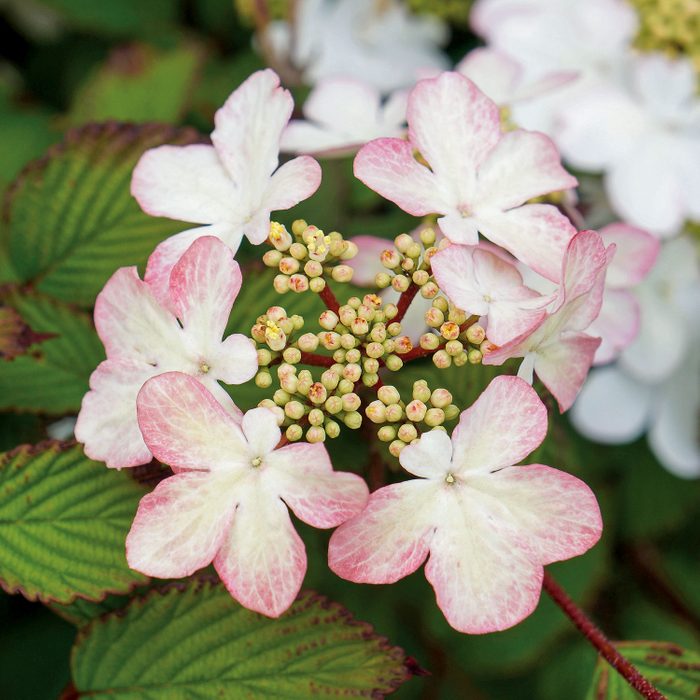 Kilamandjaro Sunrise Viburnum