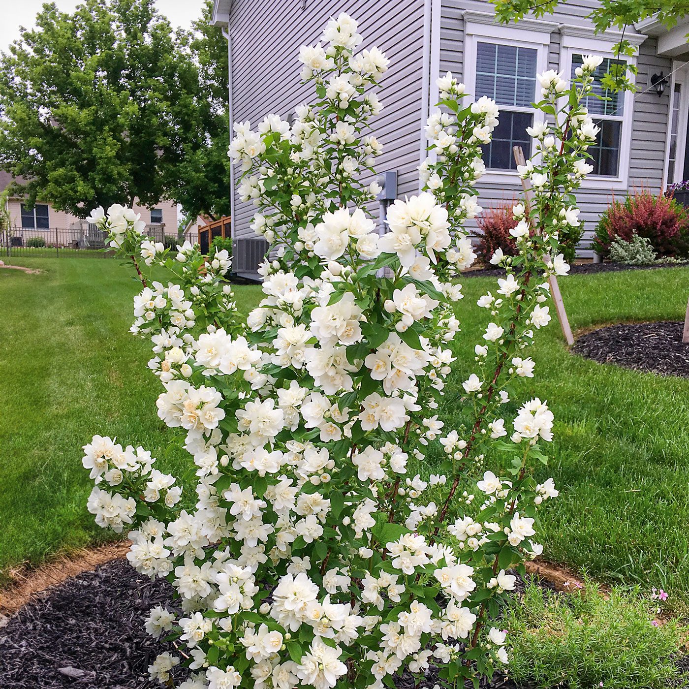Pearls Of Perfume Mock Orange