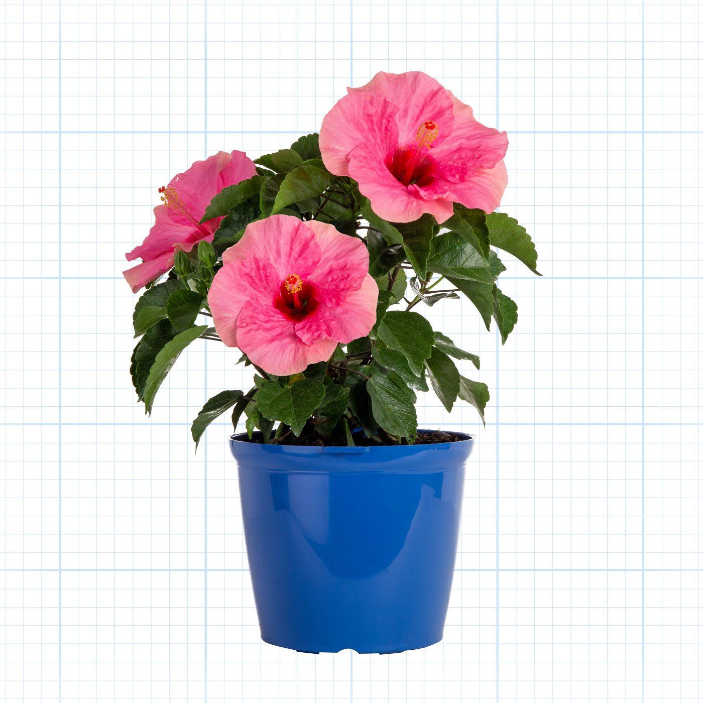 Hibisqs Tropical Hibiscus