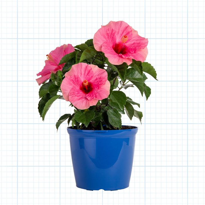 Hibisqs Tropical Hibiscus