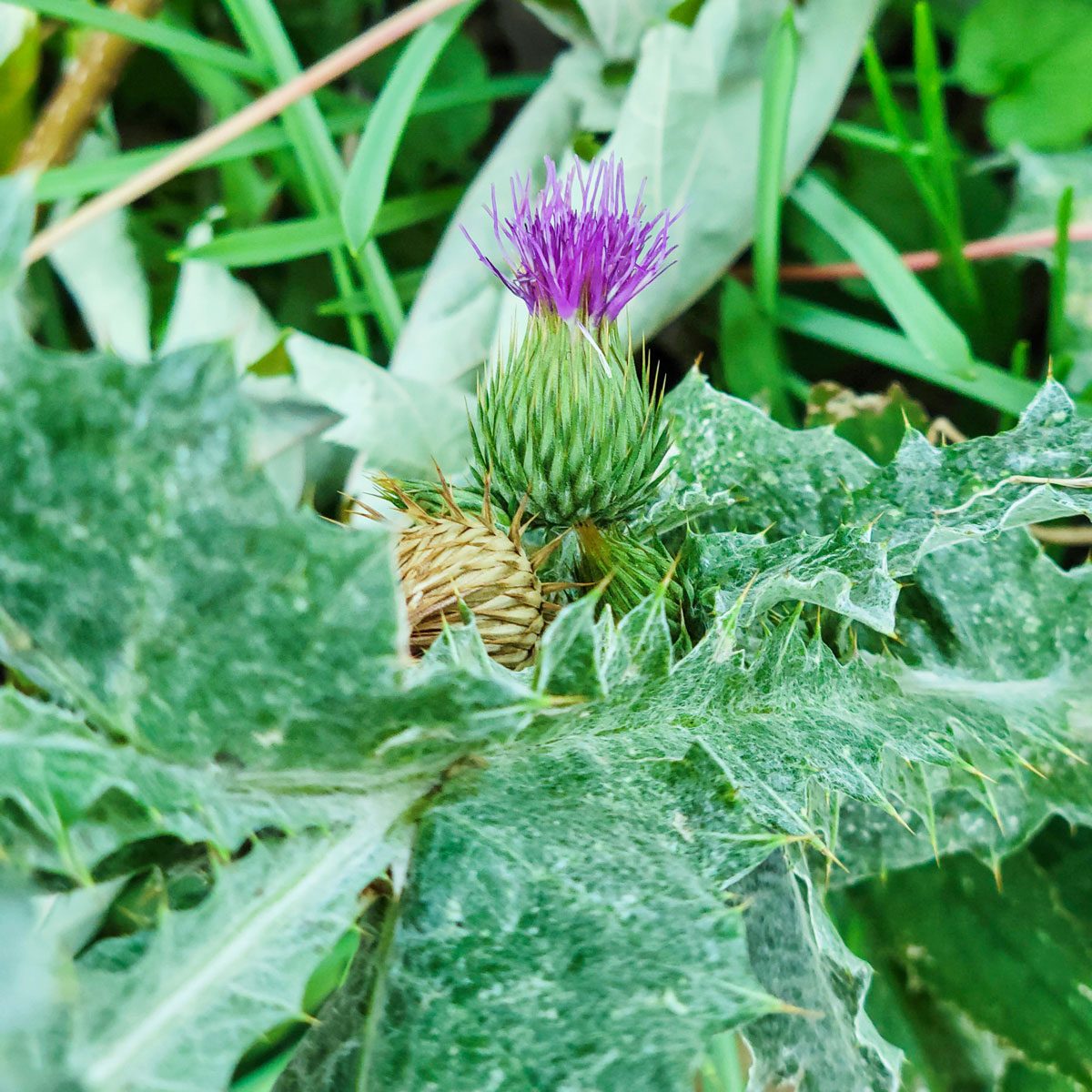 Bull Thistle