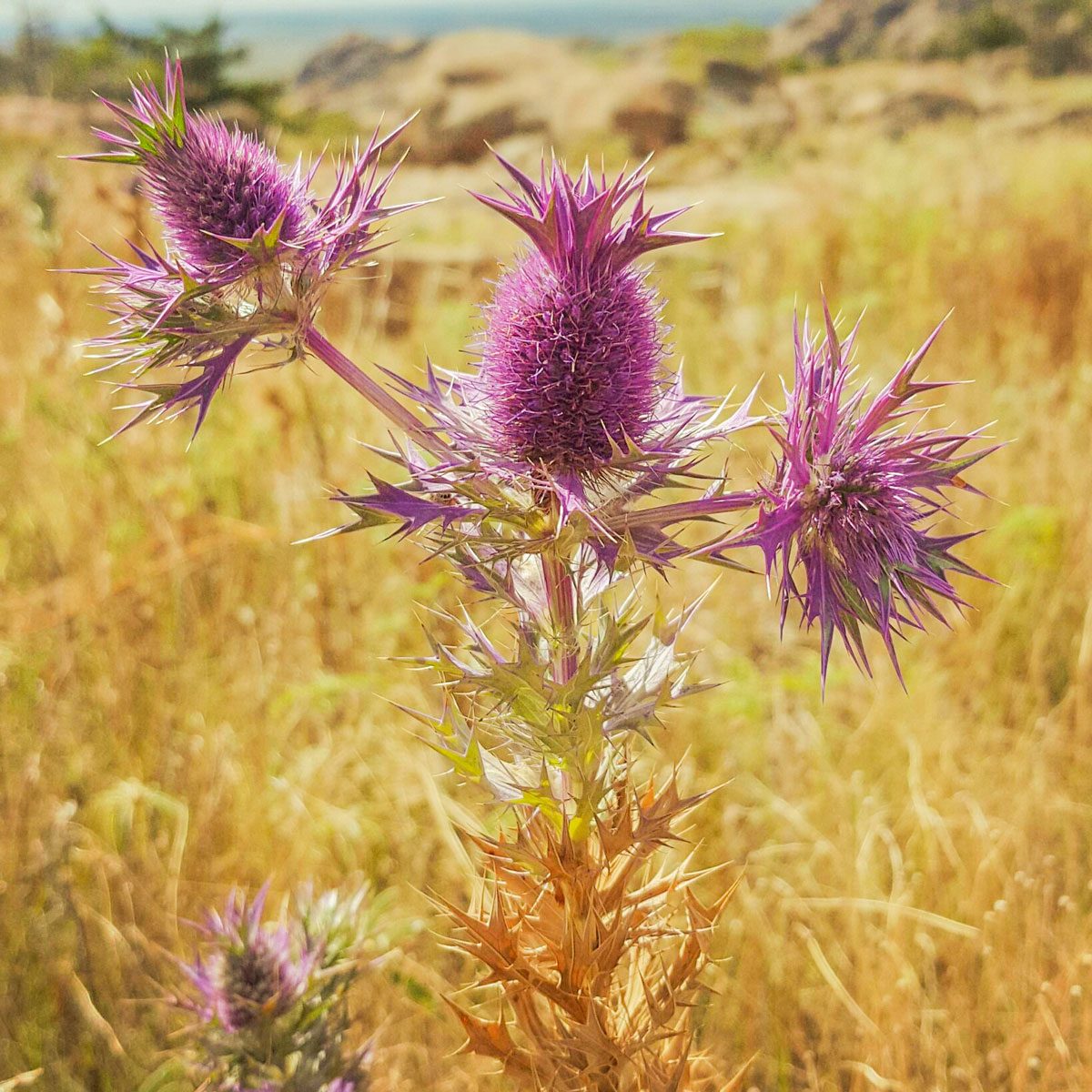 Native Thistle