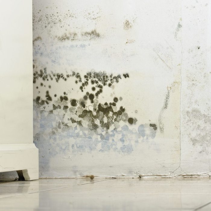 Mold Mould Stains on Damp Wall and Door behind Cabinet