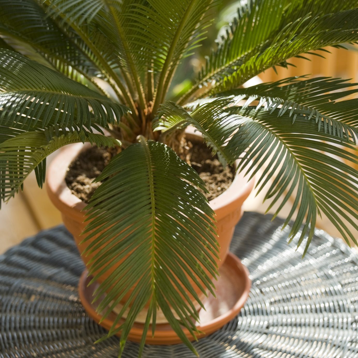Cycas Palm