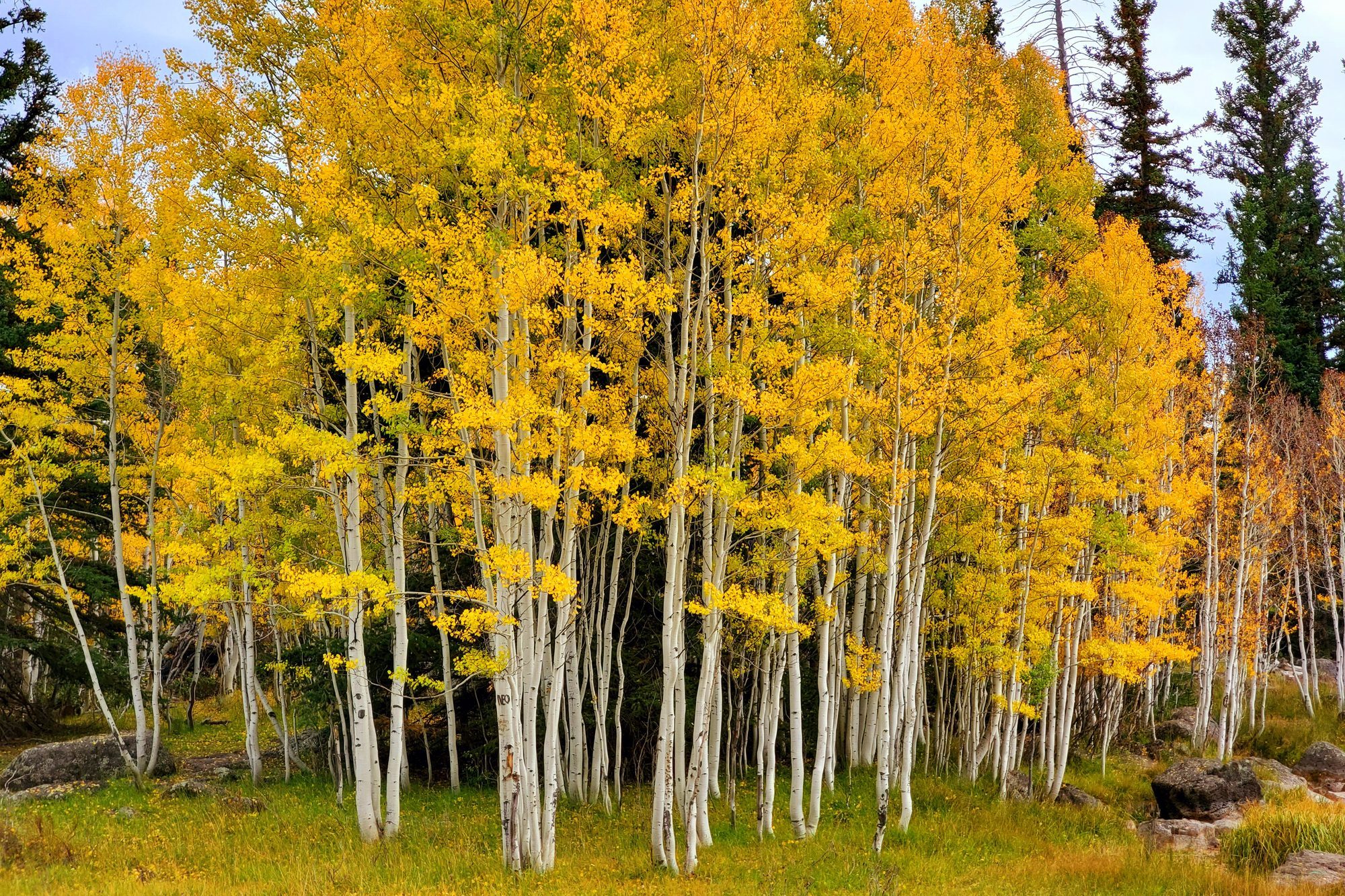 Quaking Aspen