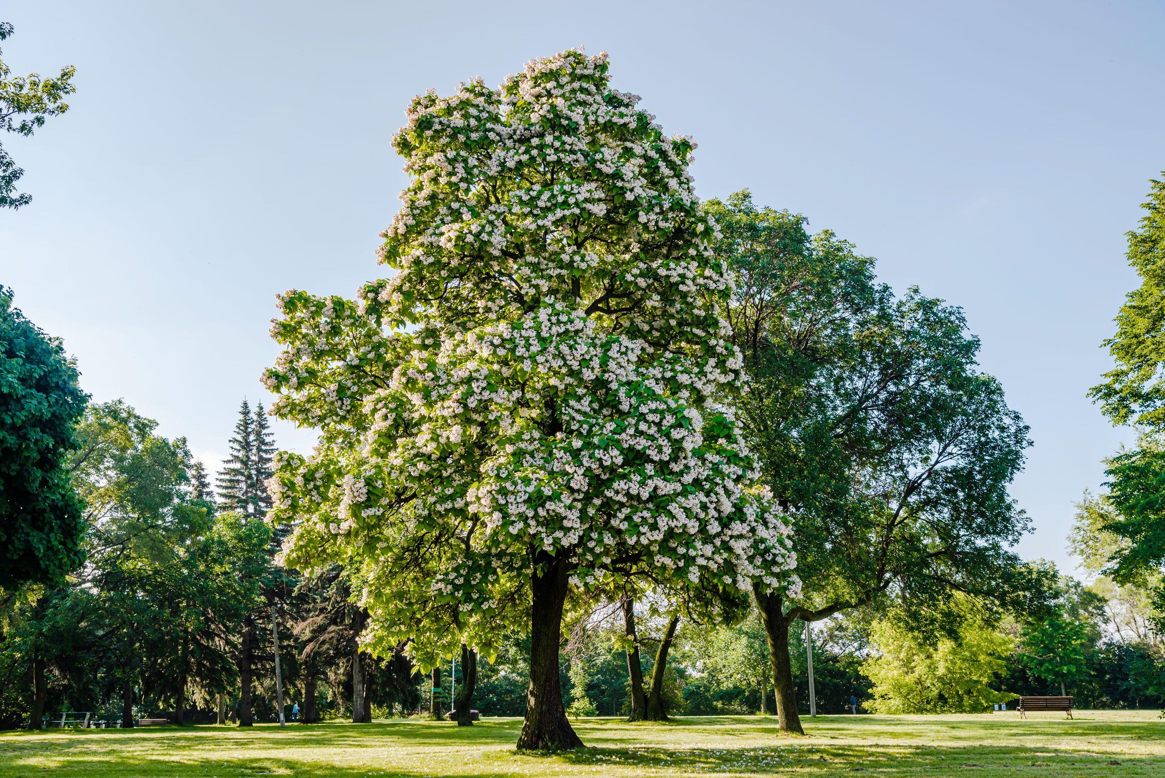 Northern catalpa (Catalpa speciosa)