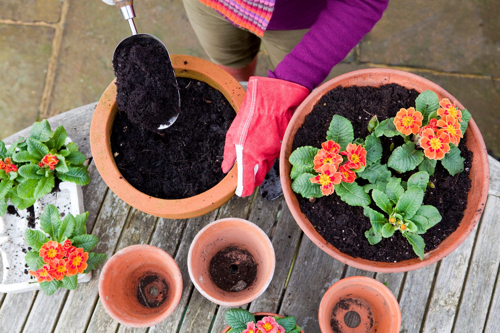 Planting Spring Flowers in Terracotta Pots