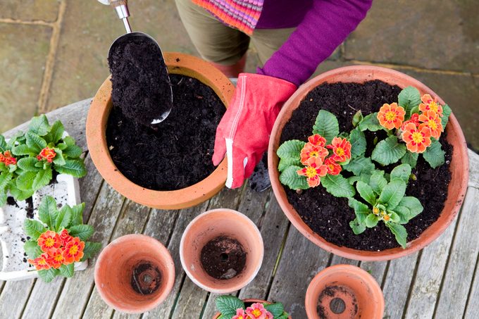 Planting Spring Flowers in Terracotta Pots