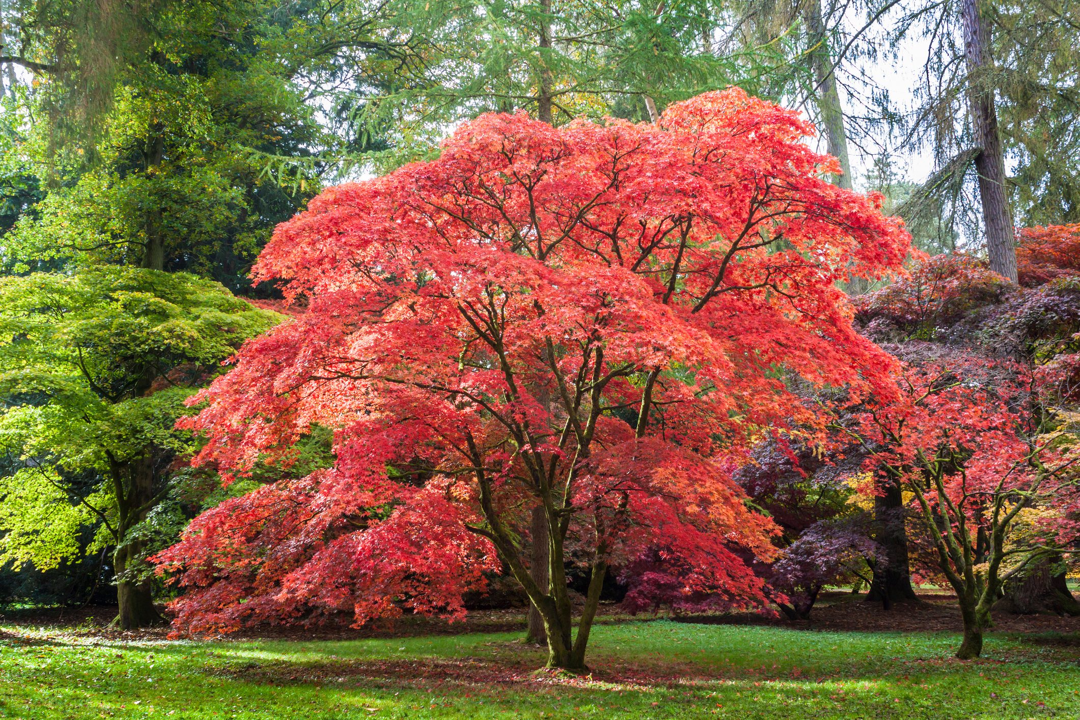Japanese Maple at Westonbirt Arboretum