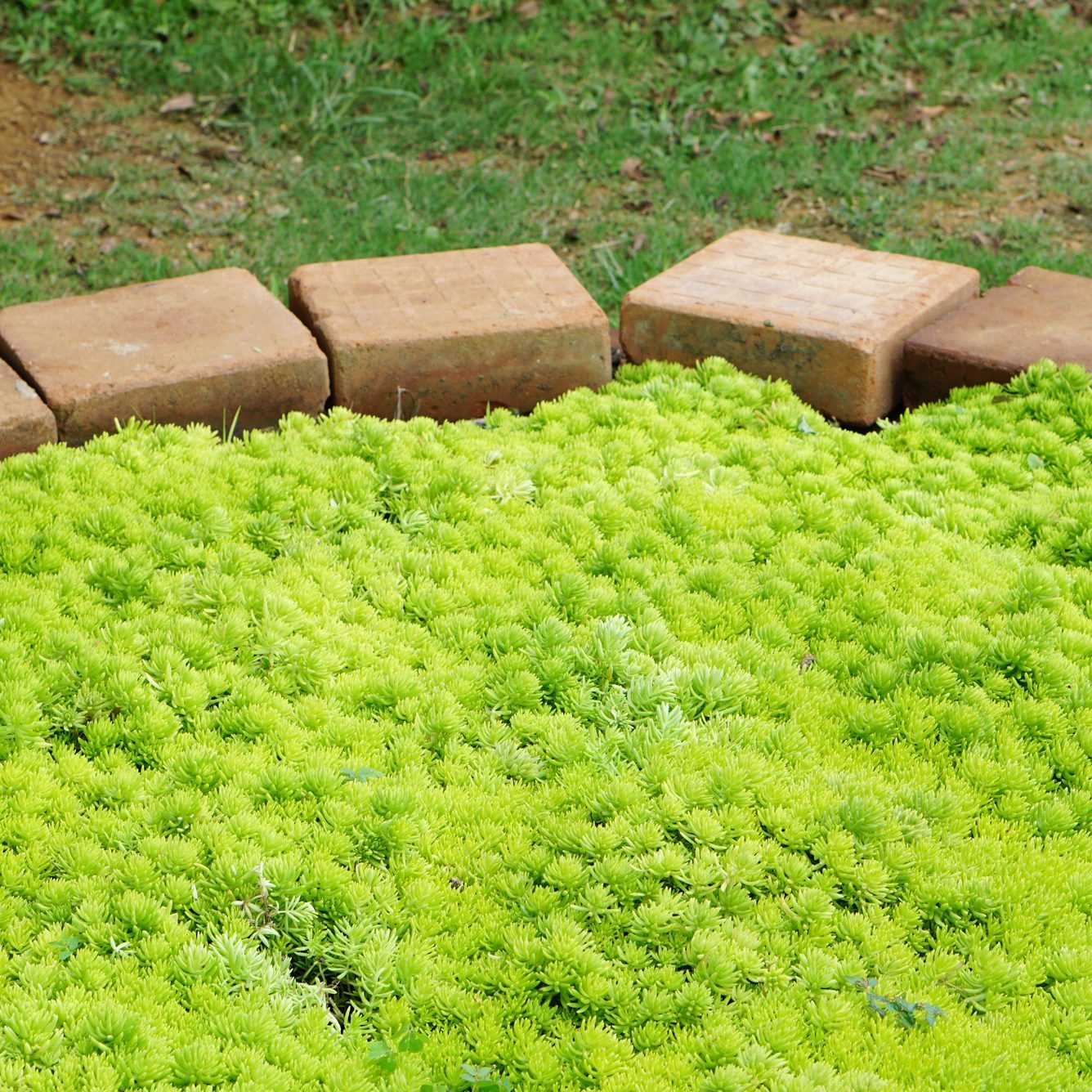 Gold Moss Sedum covered background or Sedum mexicanum seamless grass pattern is a surprising succulent, Native to Mexico, it is incredibly vigorous, very hardy and has intensely luminous foliage.