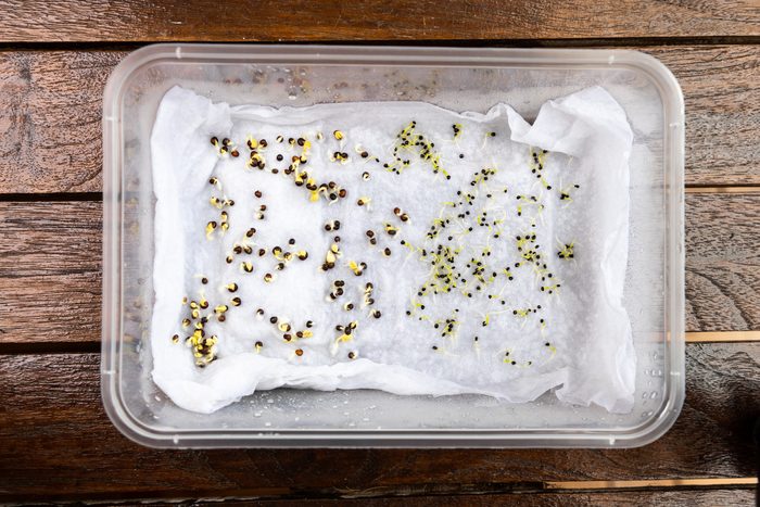Seeds are placed in moist water soaked kitchen towel to germinate in container