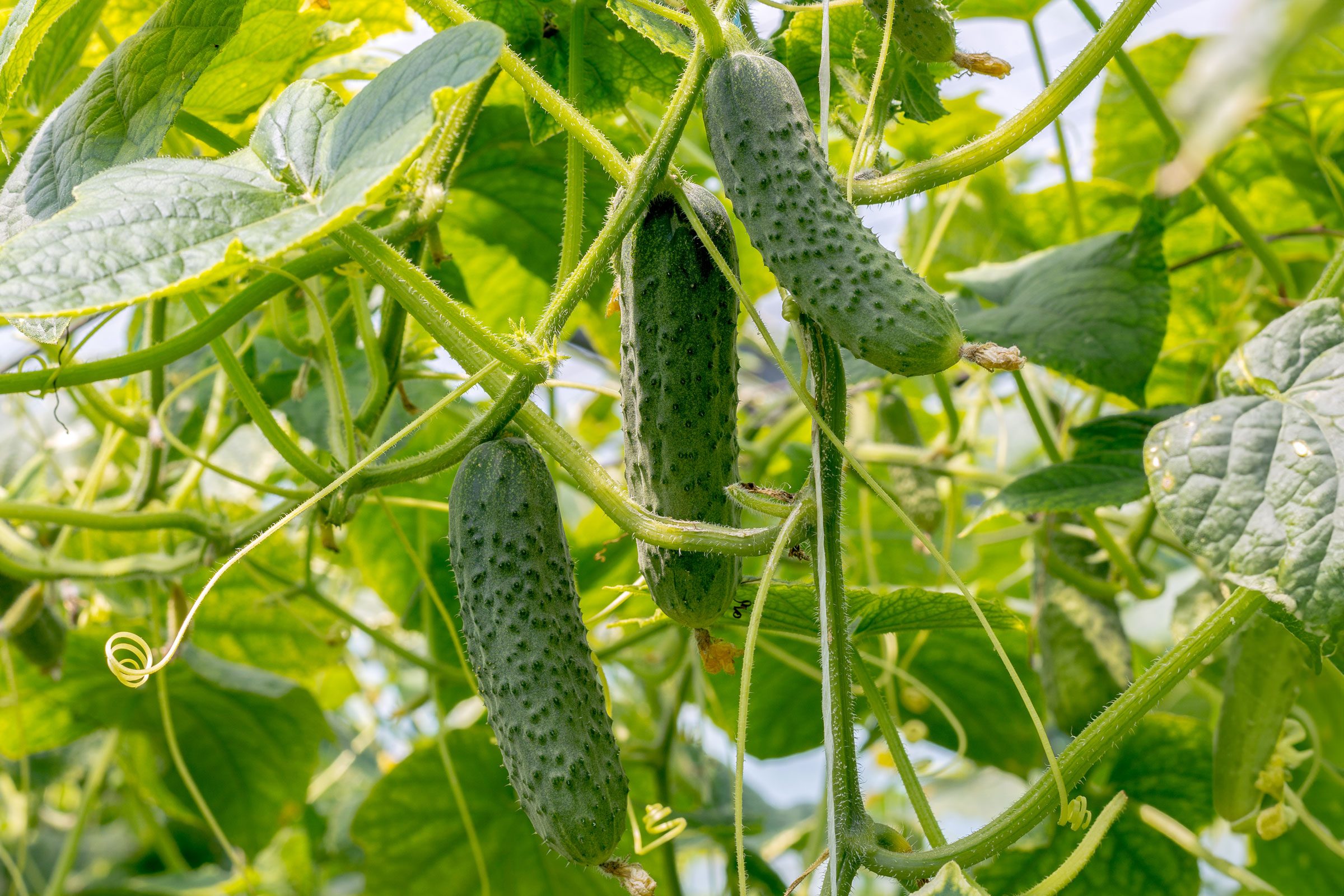 Cucumbers growing in the greenhouse.