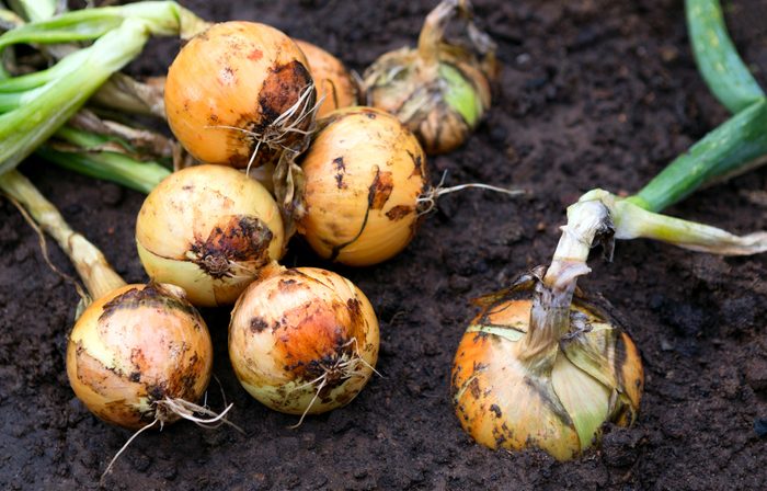 Crop of onions in field.